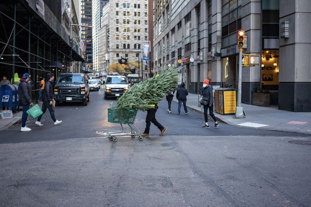 A person has a Christmas tree inside a shopping cart, blocking his or her face as they wheel it across a street.